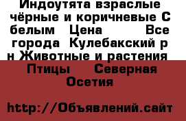 Индоутята взраслые чёрные и коричневые С белым › Цена ­ 450 - Все города, Кулебакский р-н Животные и растения » Птицы   . Северная Осетия